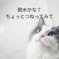 🐱猫の異変に気付くために~脱水かな?つねってみて