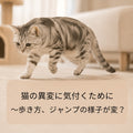 🐱猫の異変に気付くために~歩き方、ジャンプの様子が変?