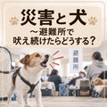 🐶🐱⛑️災害と犬~避難所で吠え続けたらどうする?