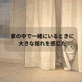 ペット、保存水~猫と防災~家に一緒にいるときに大きな揺れがきた~