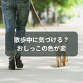 犬の異変に気付くために~おしっこの色が変