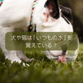 🐶🐱犬や猫は「いつもの水」を覚えている？