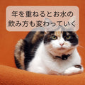 🐶🐱シニア犬猫と“お水”のお話