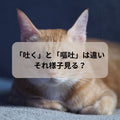 🐱猫の異変に気付く～「吐く」と「嘔吐」は違う。それ様子見？
