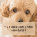 🐶🐱ペットの異変に気付くために～目の色が変？
