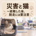🐱🚗⛑️災害と猫～避難した後、脱走には要注意