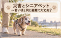 🐱🐶⛑️災害とシニアペット～若い頃と同じ防災で大丈夫？