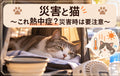 🐱⛑️災害と猫～これ熱中症？災害時は要注意