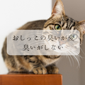 猫の異変に気付くために～おしっこの臭いが変
