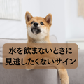 犬の異変に気付くために～水を飲まないときに見逃したくない危険サイン