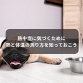犬の異変に気付くために～犬の病気に気づく～熱中症対策に平熱と体温の測り方を知っておこう