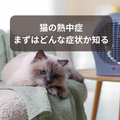 猫の異変に気付くために～猫も熱中症になる