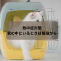 災害と猫～熱中症対策編。家にいるときは普段から